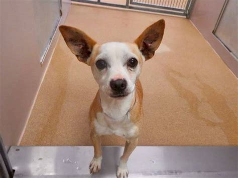 contra costa county animal shelter martinez